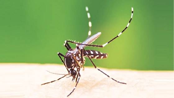 জুলাইয়ে ডেঙ্গুতে সর্বোচ্চ মৃত্যু, আক্রান্তের সংখ্যা বেড়েছে