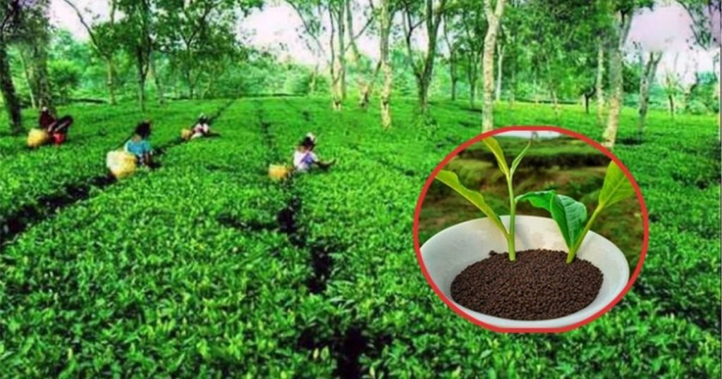 সংকটে চা-শিল্প: সমাধানে আড়াই হাজার কোটি টাকার ফান্ড গঠনের প্রস্তাব