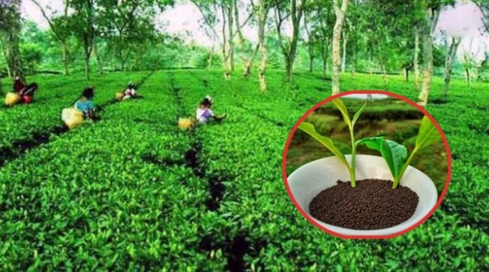সংকটে চা-শিল্প: সমাধানে আড়াই হাজার কোটি টাকার ফান্ড গঠনের প্রস্তাব