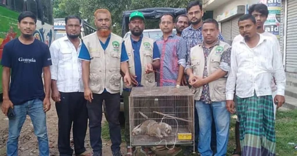 ময়মনসিংহে পাচারের সময় উদ্ধার হলো দুটি বিপন্ন লজ্জাবতী বানর
