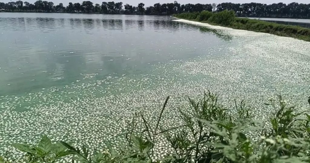 লোডশেডিংয়ে অক্সিজেন সংকটে শার্শার ঘেরে মাছের মড়ক