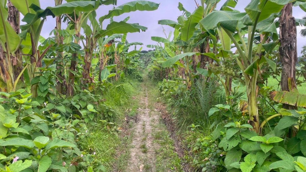 ফরিদপুরে সন্ধ্যার পর ২০০ মিটার রাস্তায় ইয়াবার বাজারের অভিযোগ