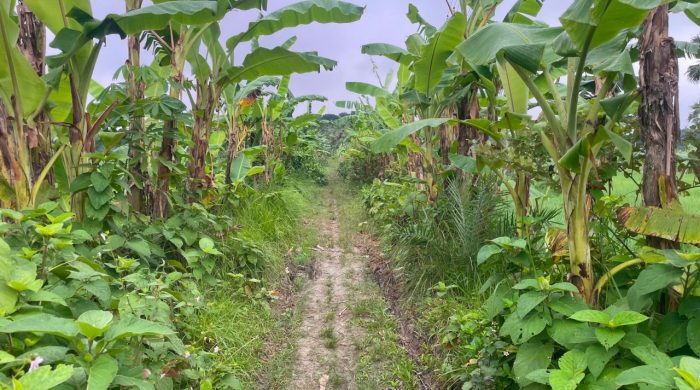 ফরিদপুরে সন্ধ্যার পর ২০০ মিটার রাস্তায় ইয়াবার বাজারের অভিযোগ