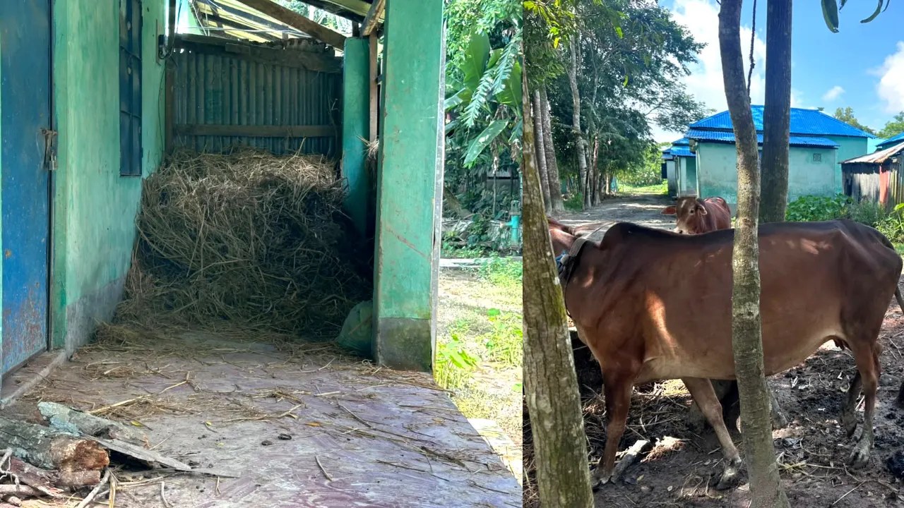 বাউফলে আশ্রয়ণ প্রকল্পের ঘর গবাদিপশুর দখলে