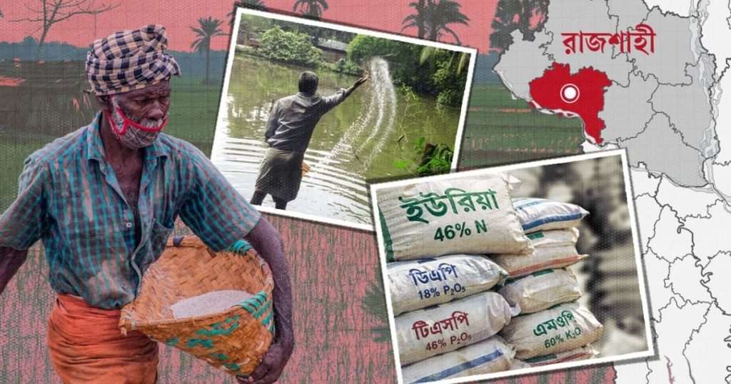 রাজশাহীতে সারের সংকট, মাছের পুকুরে যাচ্ছে কৃষকের সার