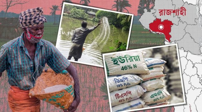 রাজশাহীতে সারের সংকট, মাছের পুকুরে যাচ্ছে কৃষকের সার