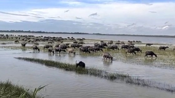 বাউফলে লালচরে মহিষের মৃত্যু, কৃষকদের অভিযোগ চাঁদা দাবি নিয়ে বিরোধের জের