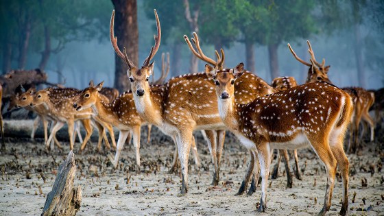 জাতীয় বন্যপ্রাণী দিবস আজ পালন করা হচ্ছে