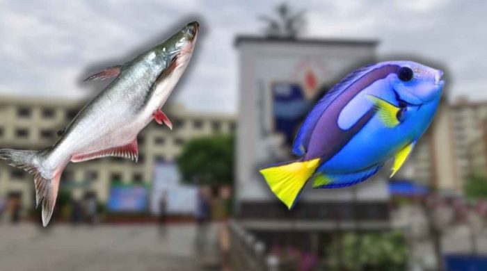 অভিজাত রেস্তোরাঁয় ‘ডোরি ফিশ’ নামে পরিবেশন হচ্ছে পাঙাস মাছ